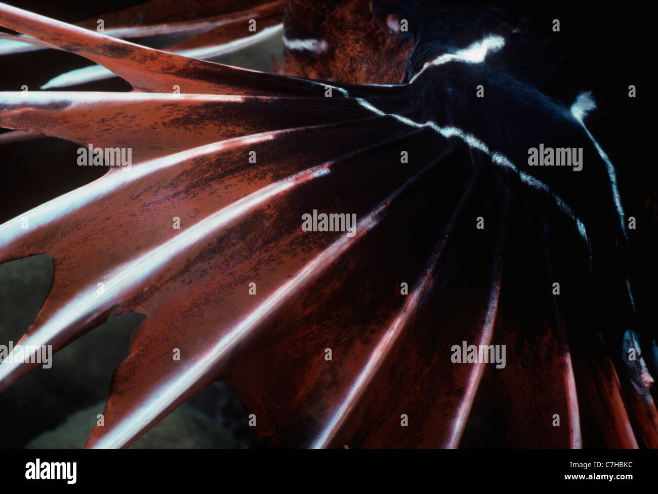 Brustflosse von einer giftigen Red Fire Rotfeuerfisch (Pterois Volitans). Ägypten, Rotes Meer Stockfoto