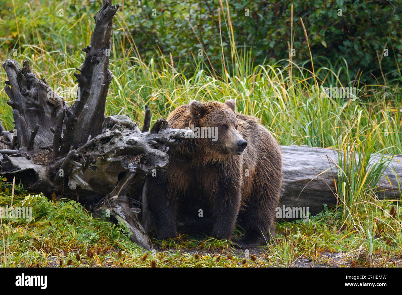 Nordamerikanischen Braunbären (Ursus Arctos Horribilis) säen Kratzer gegen einen umgestürzten Baum, Lake-Clark-Nationalpark, Alaska Stockfoto