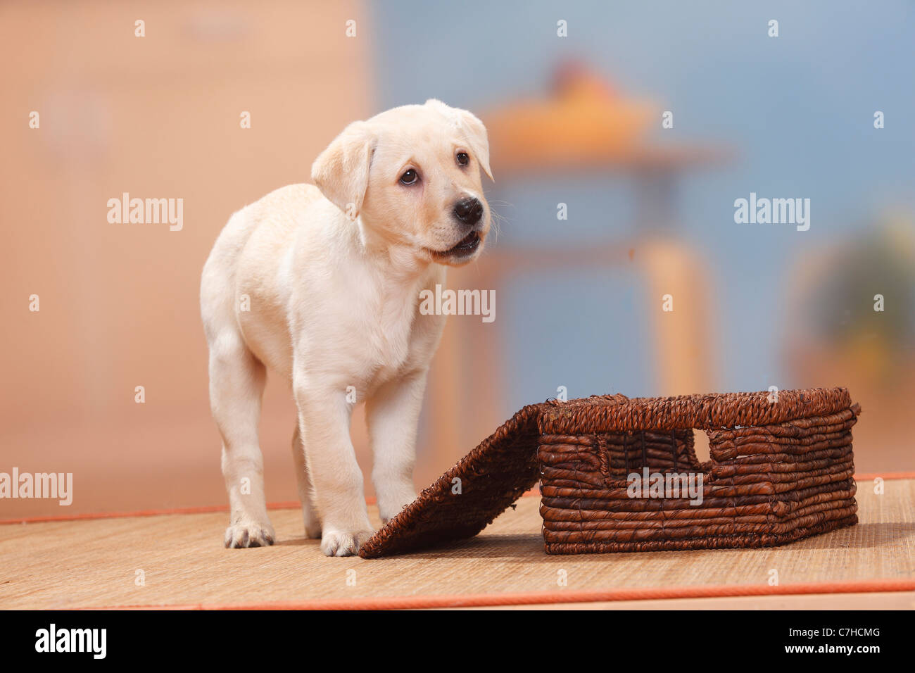 Labrador Retriever, Welpen, 9 Wochen Stockfoto