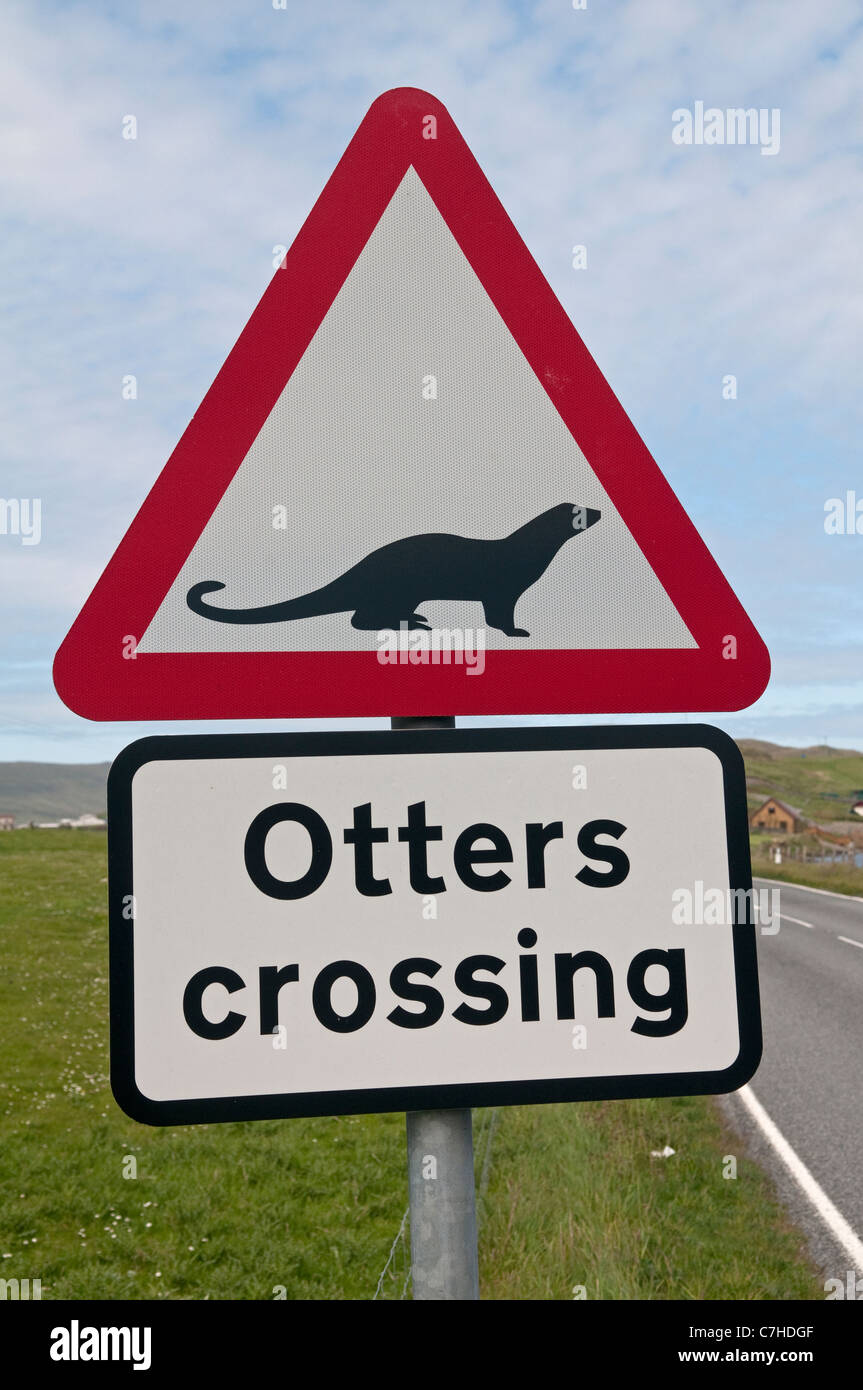 Fischotter (Lutra lutra) crossing sign on road, Shetlandinseln, Schottland, UK Stockfoto