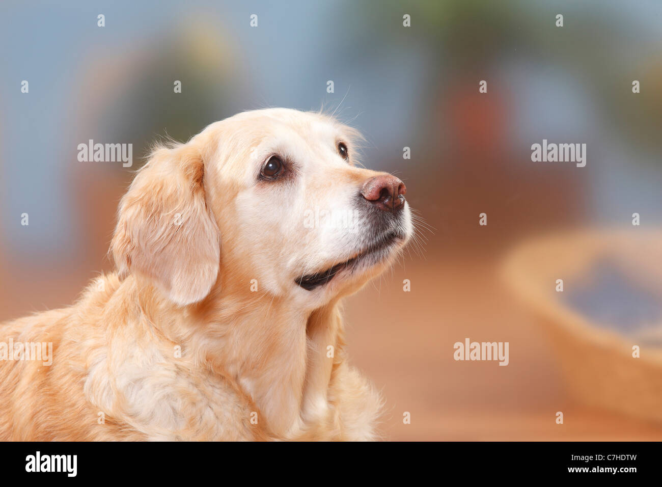 Golden Retriever, 12 Jahre alt Stockfoto