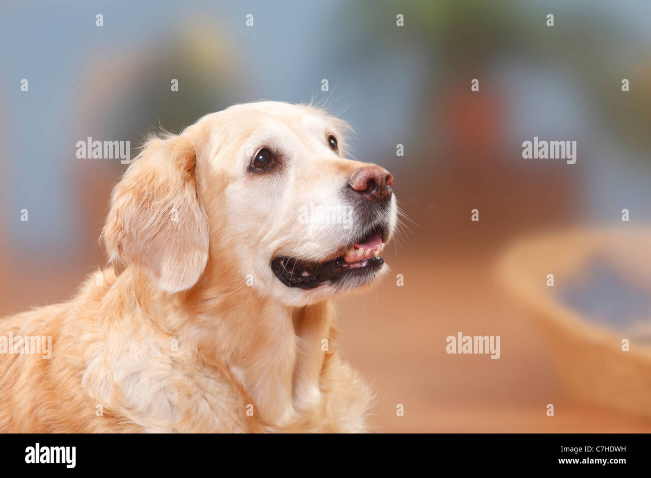 Golden Retriever, 12 Jahre alt Stockfoto