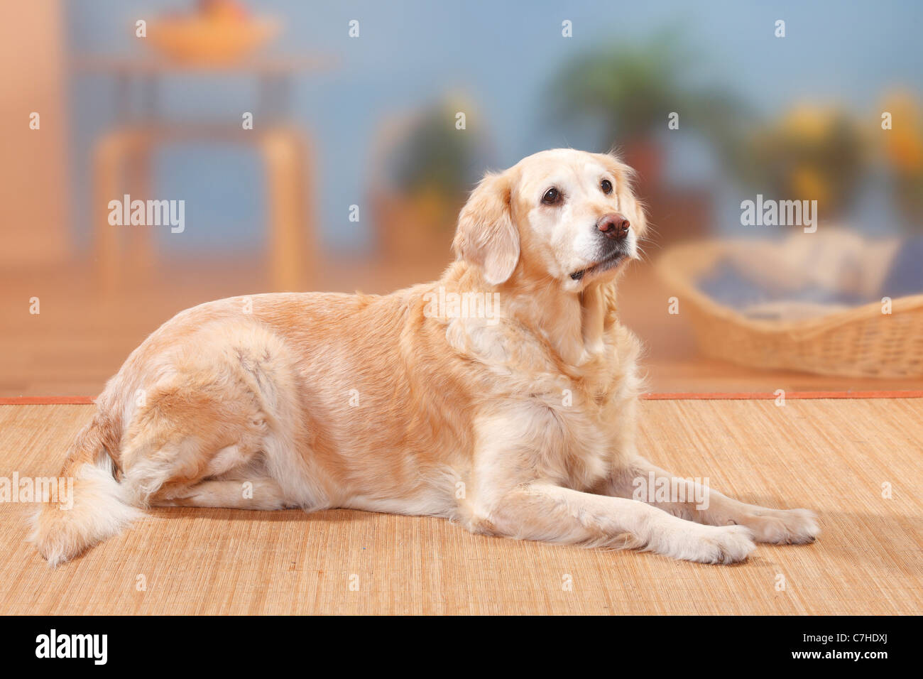 Golden Retriever, 12 Jahre alt Stockfoto