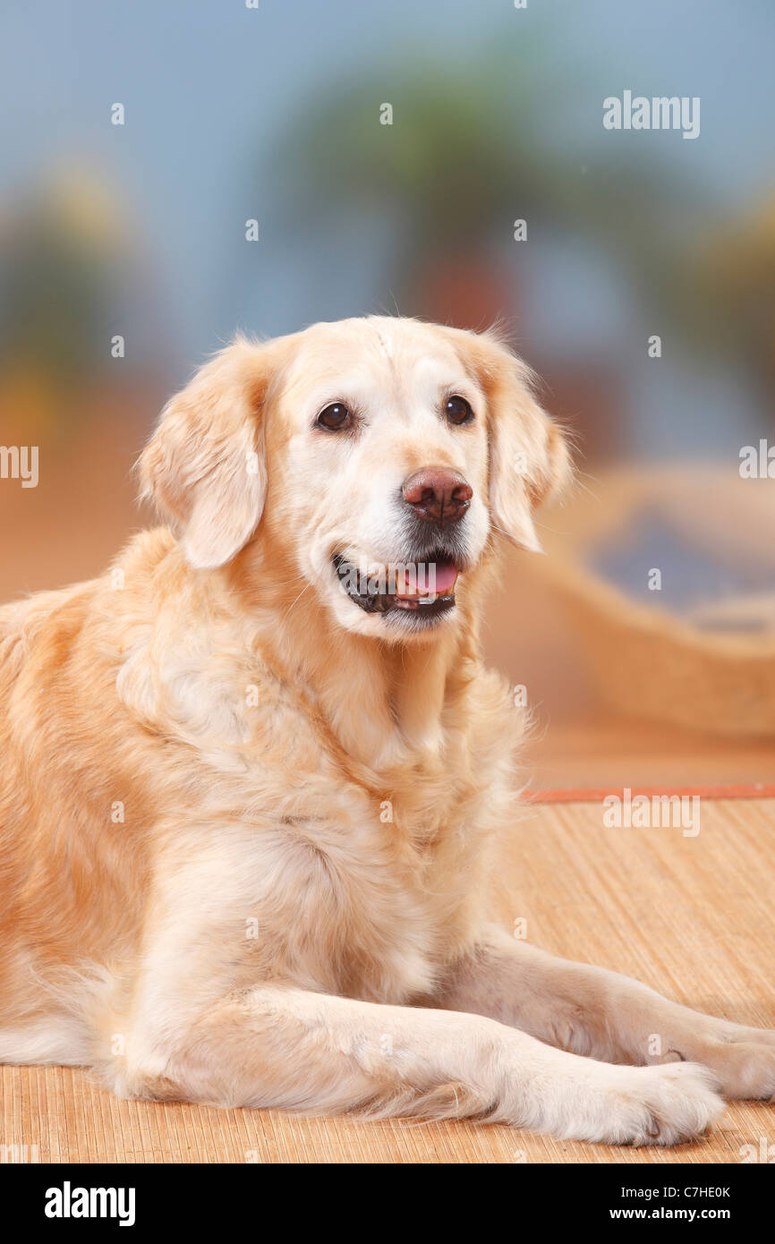 Golden Retriever, 12 Jahre alt Stockfoto
