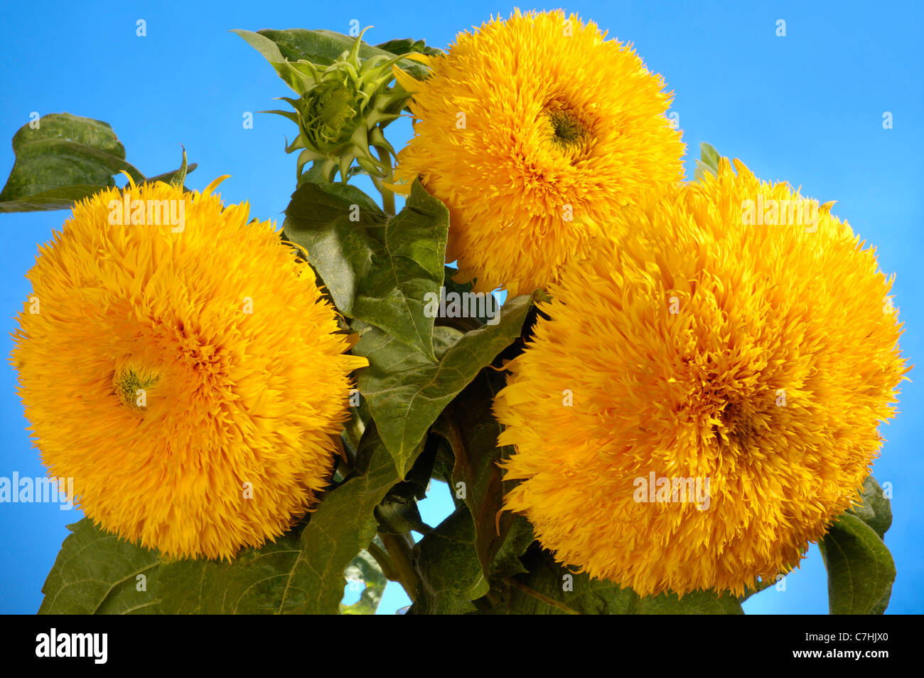 Riesige Sungold Hybrid Sonnenblumen - Helianthus Annuus - Sungold Teddybär Sonnenblumen Stockfoto