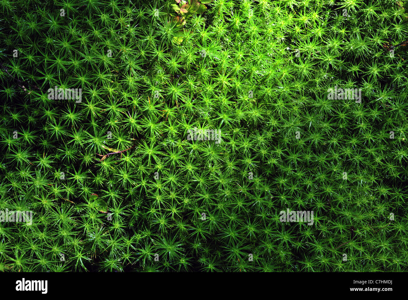 Grünes Moos Hintergrund. Sterne Moos (Polytrichum Commune) von oben gesehen. Stockfoto
