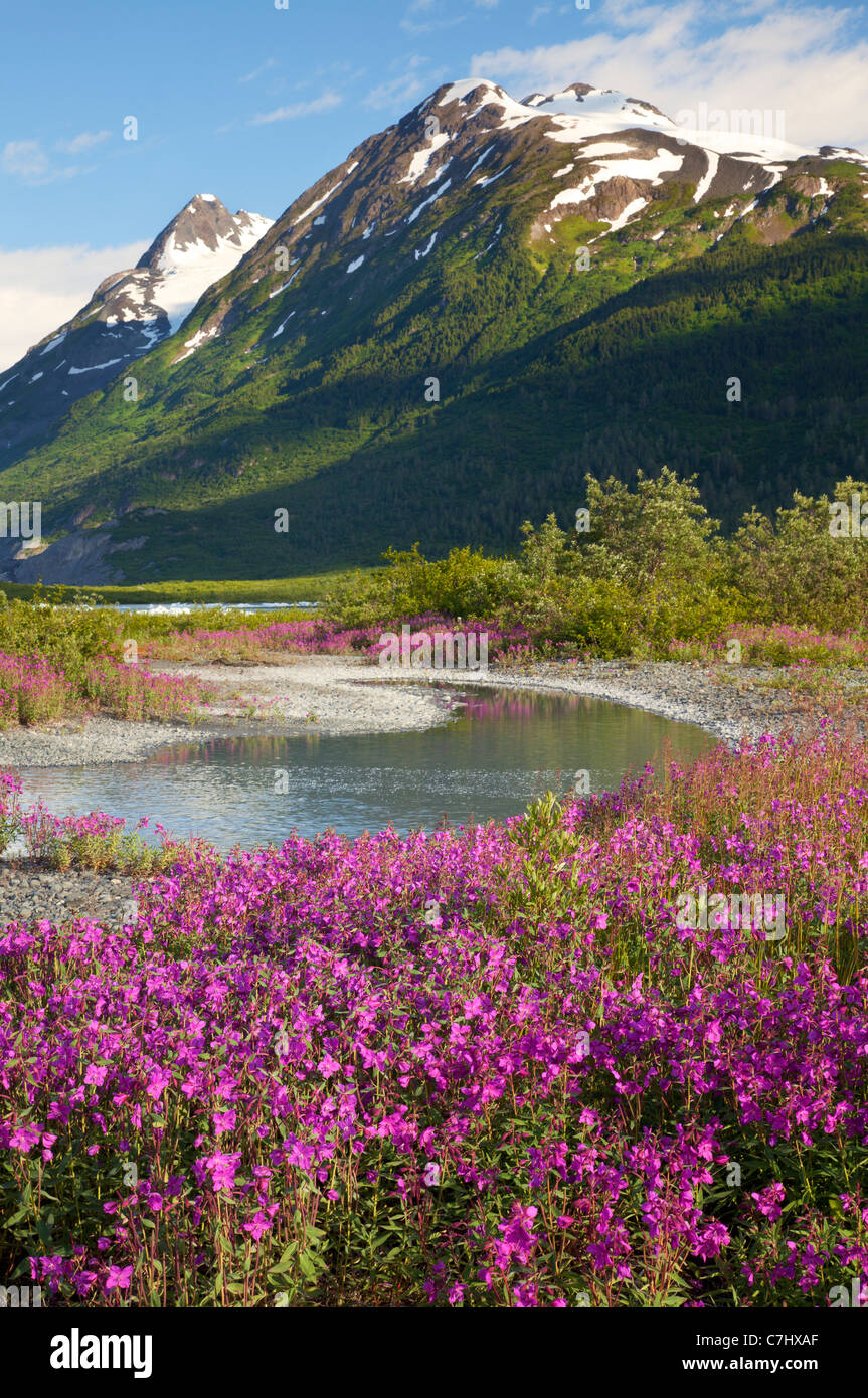 Wildblumen am Spencer Gletscher, Chugach National Forest, Alaska. Stockfoto