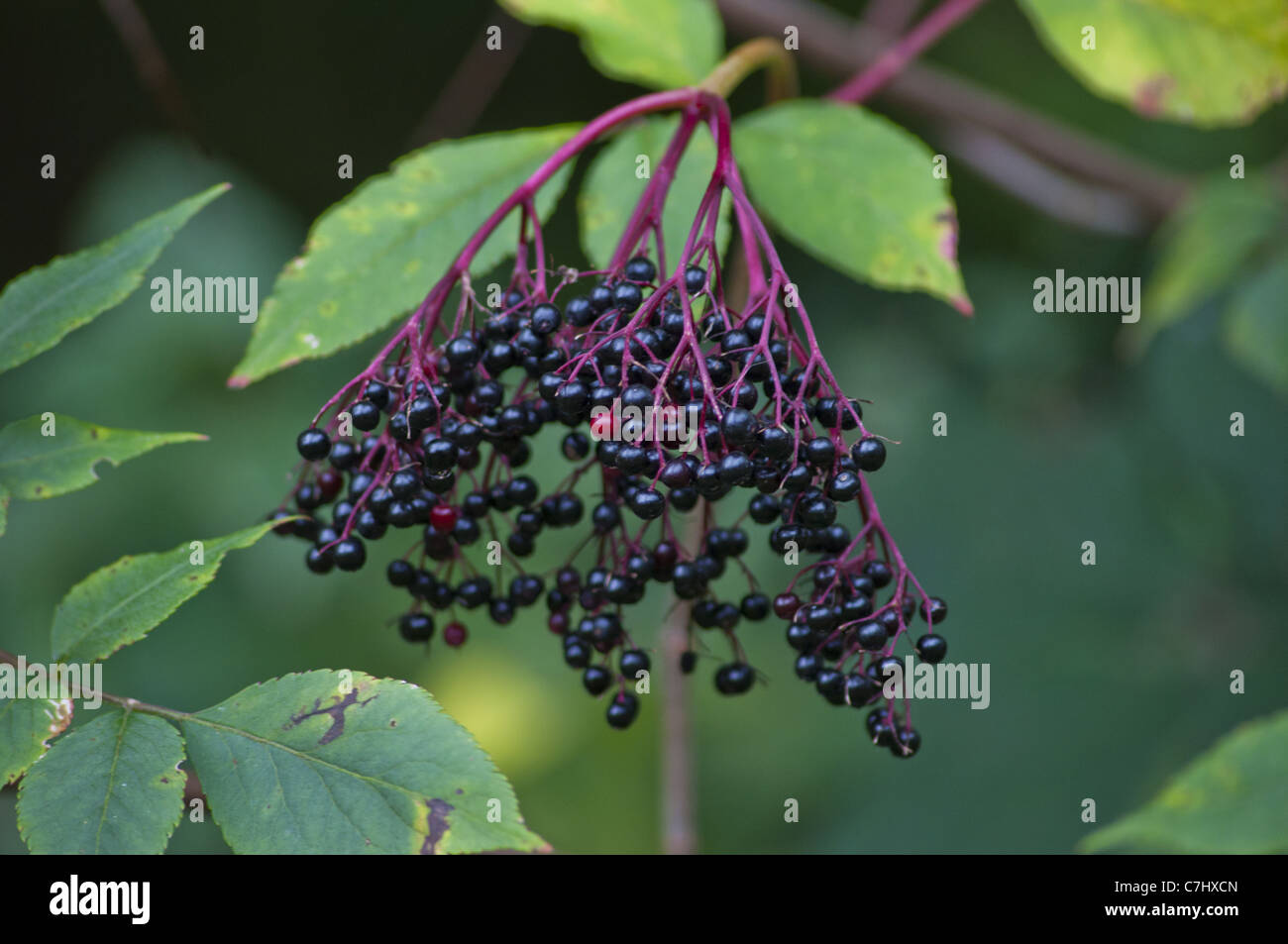Holunder Sambucus nigra Stockfoto