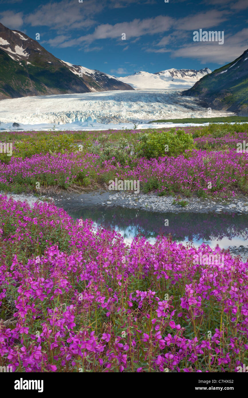 Wildblumen am Spencer Gletscher, Chugach National Forest, Alaska. Stockfoto