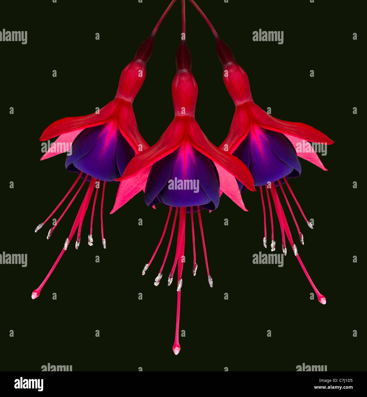 Drei schöne Fuchsie Blüten isoliert auf schwarzen Hintergrund hängen von der Spitze Stockfoto