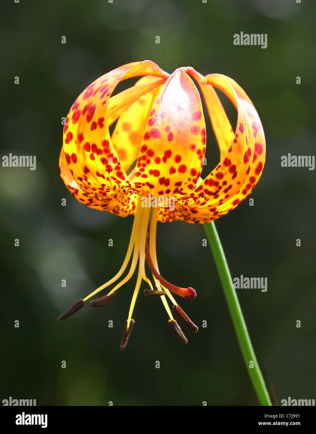 Die orangefarbene Blume einer Tiger-Lilie (Lilium Columbianum) auch bekannt als ein Türke Kappe Lilie Stockfoto