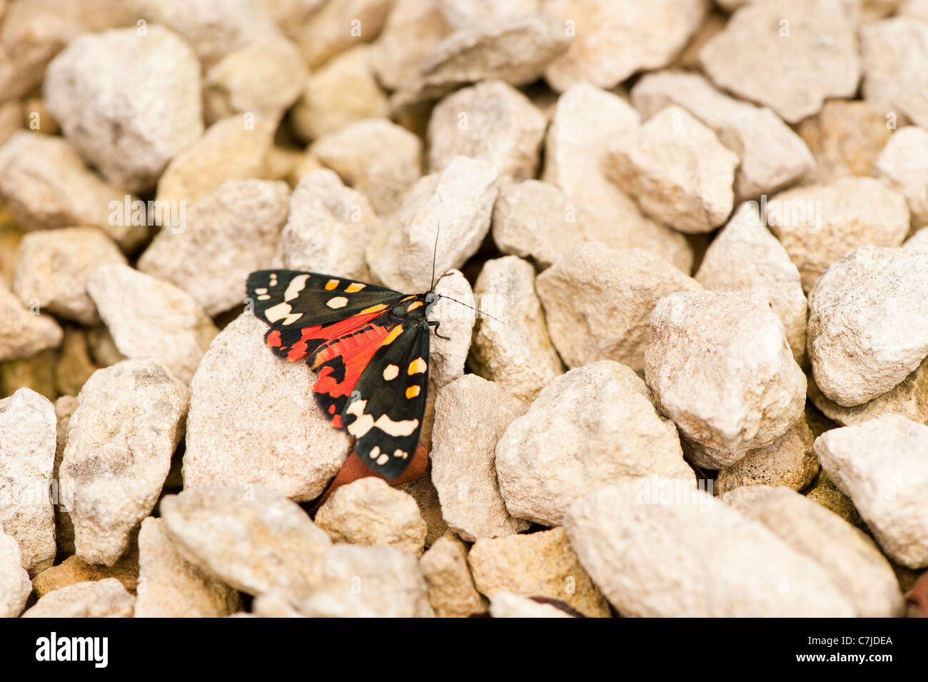 Scharlachrote Tiger Moth, Art dominula Stockfoto