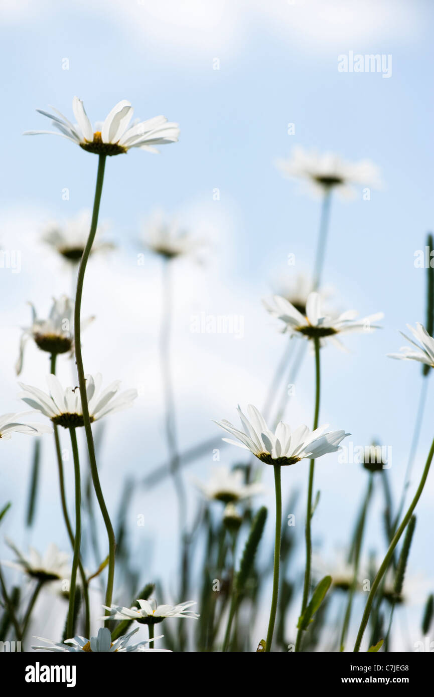 Oxeye Gänseblümchen, Leucanthemum Vulgare, in Blüte Stockfoto