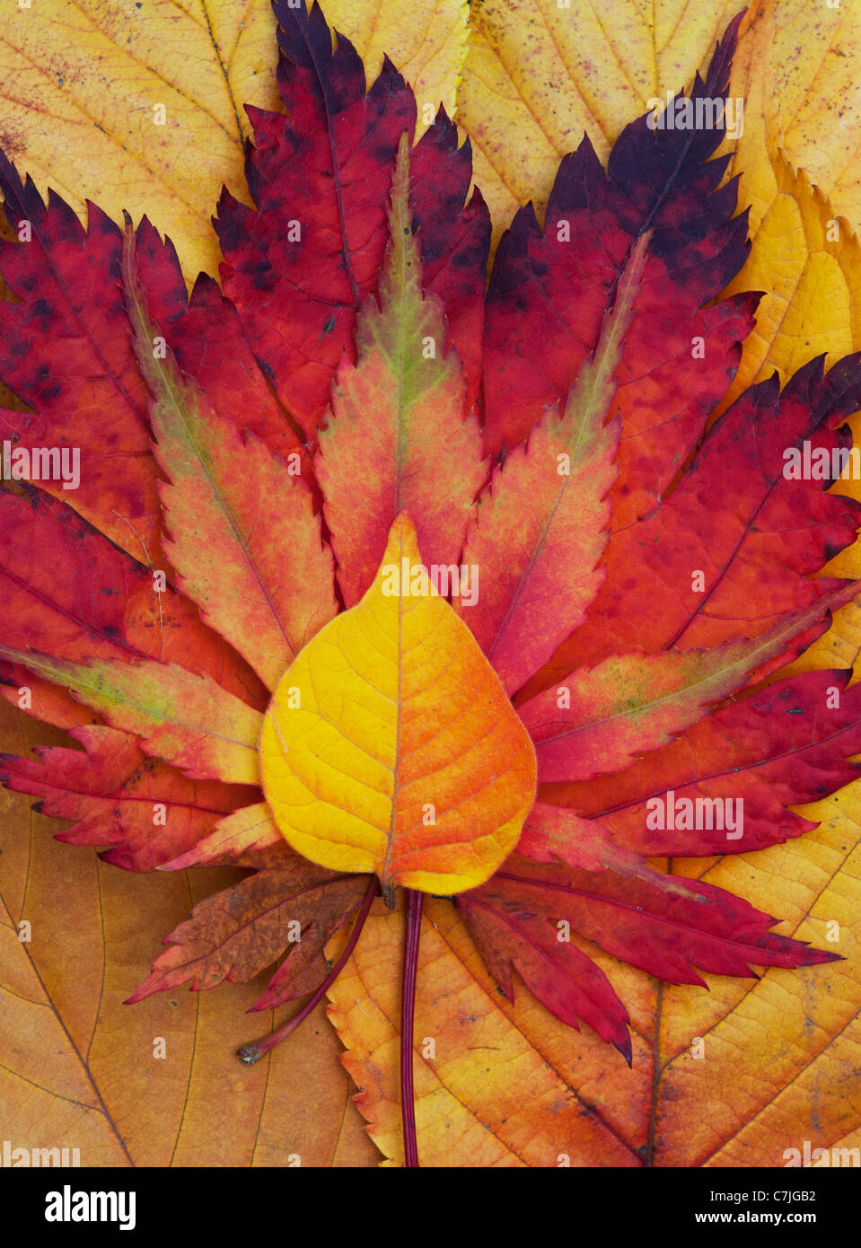 Acer und Herbst Blatt-Muster. Japanischer Ahorn und verschiedene andere Blätter ändern Farben im Herbst. Stockfoto
