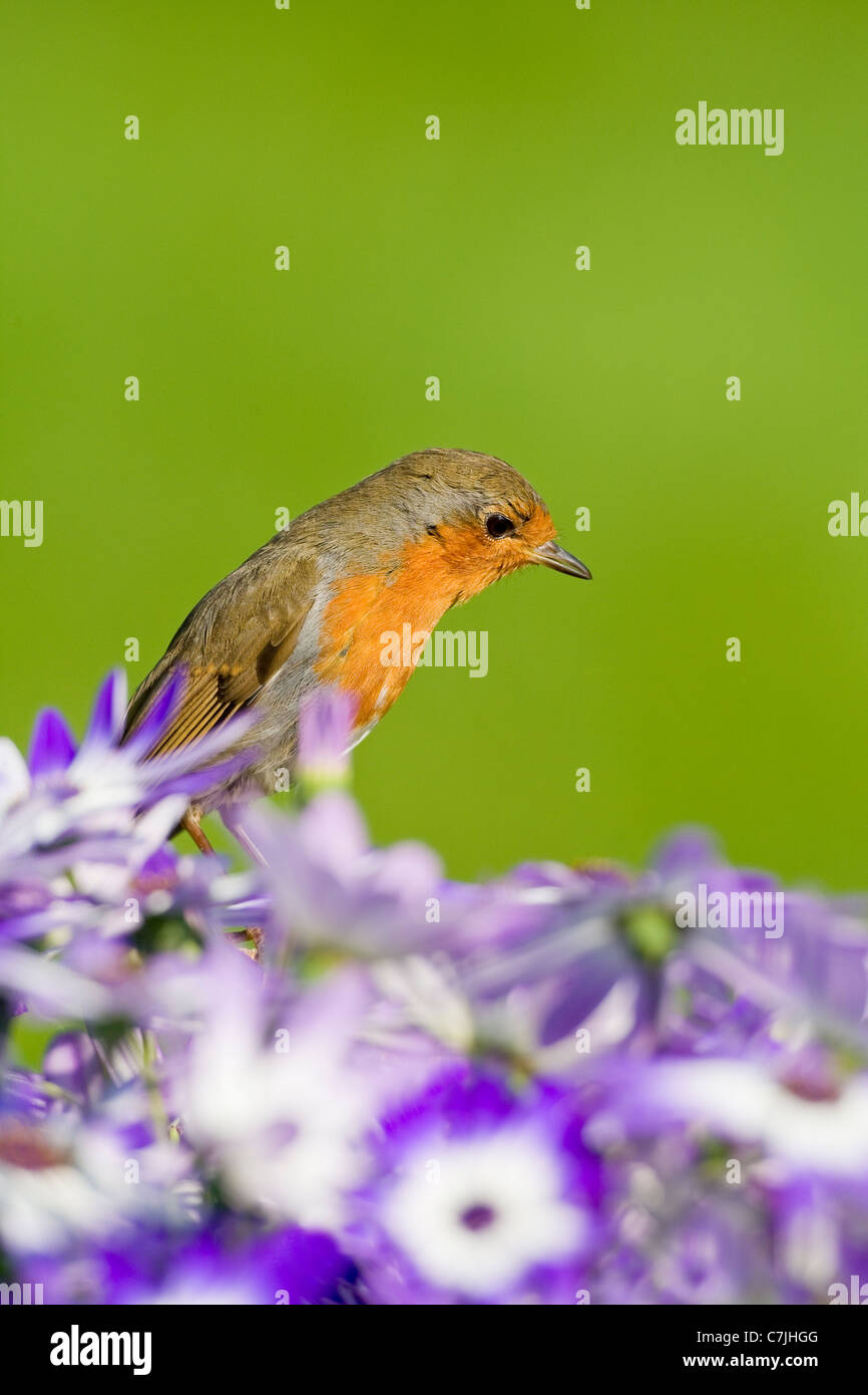 Robin thront hinter Senetti Blau Blumen Stockfoto