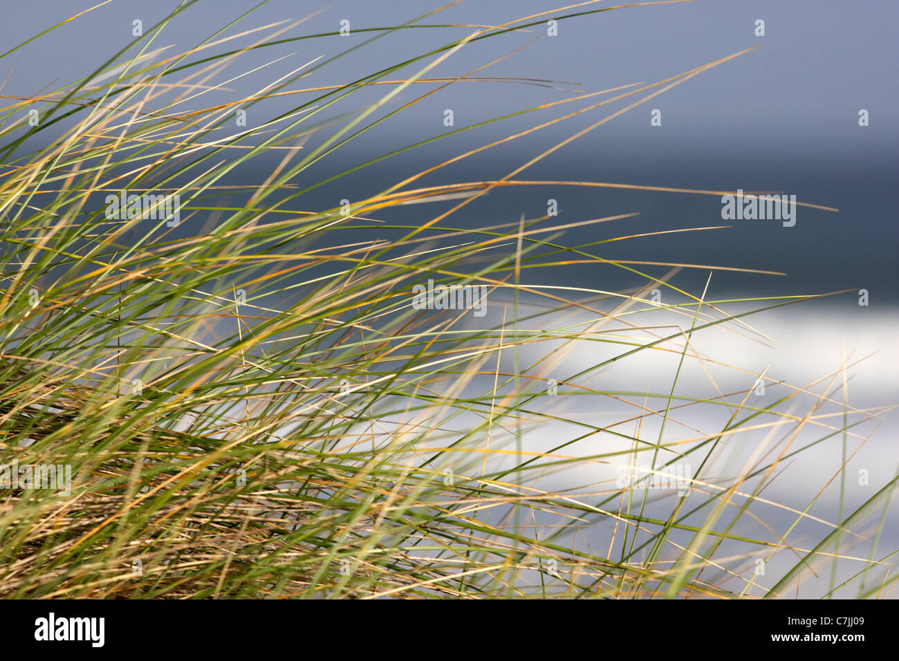 Dünengebieten Grass auf Sanddünen am Strand County Derry Londonderry Nordirland Vereinigtes Königreich Stockfoto