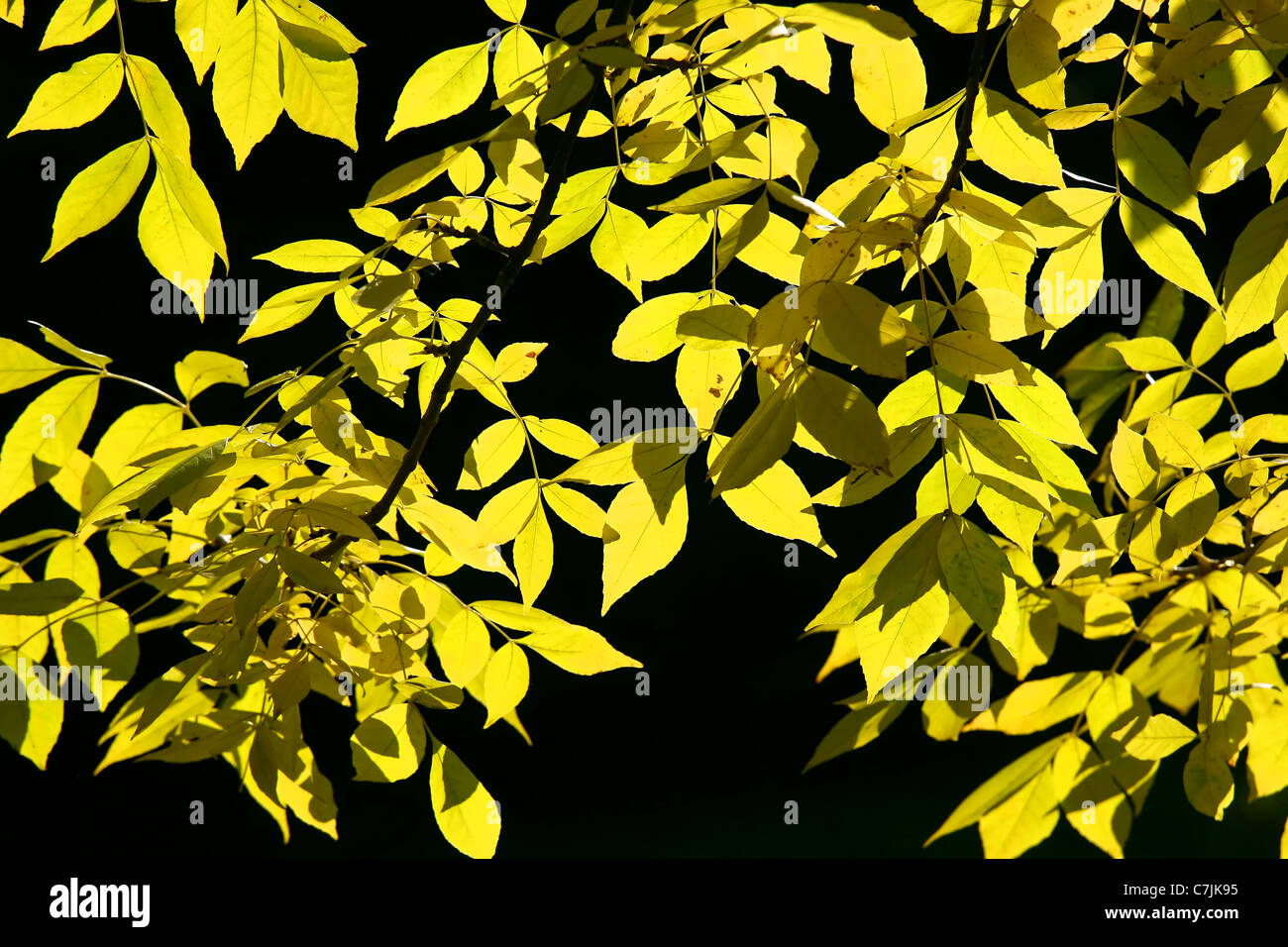 Muster der Esche Blätter der herbstlichen Farben auf schwarzem Hintergrund. Stockfoto