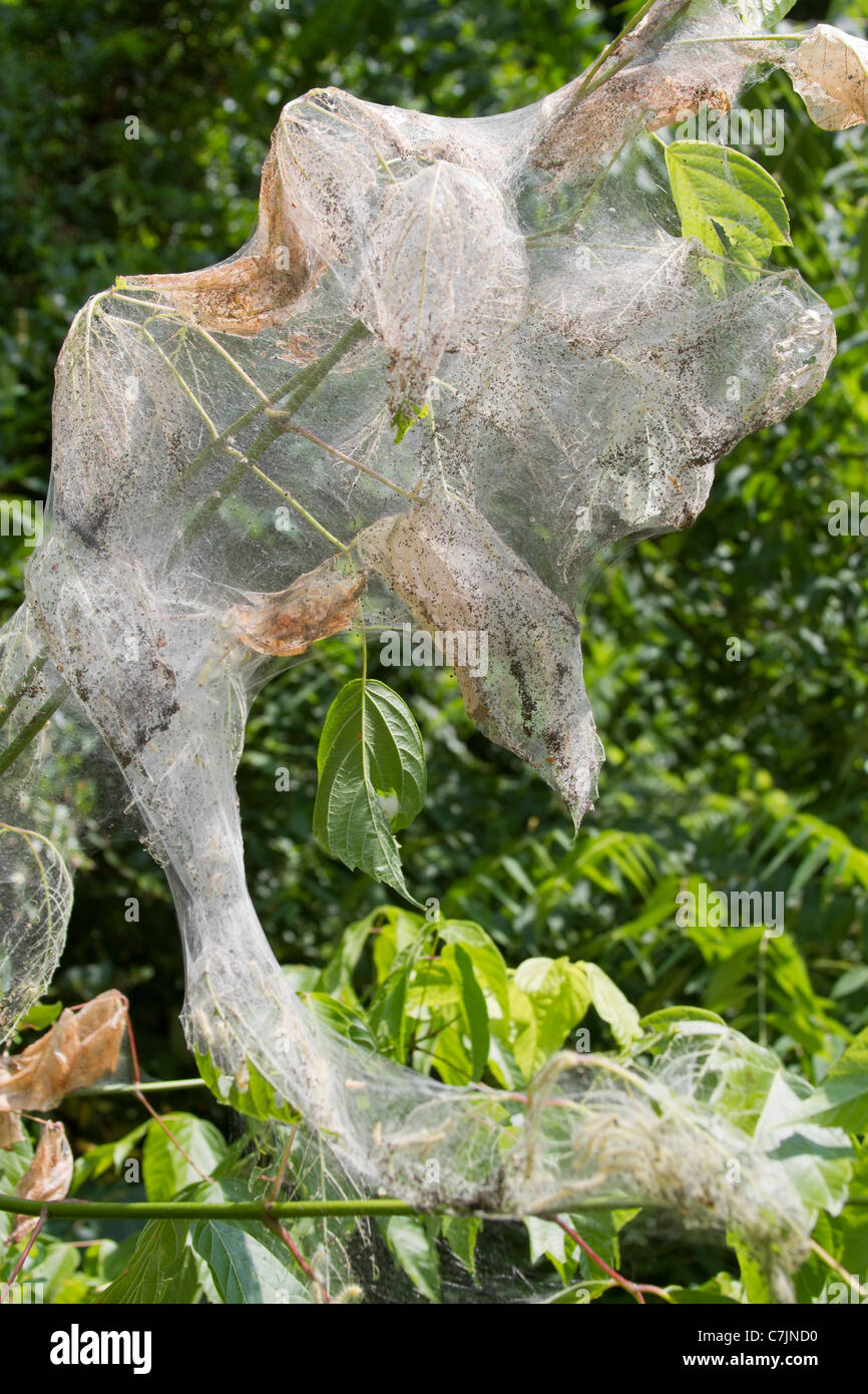 Ein Web-Wurm-Sac an einem Ast befestigt Stockfoto