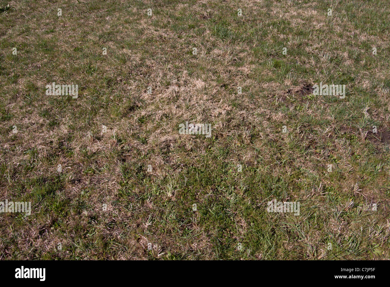 Kiebitz nest Stockfoto