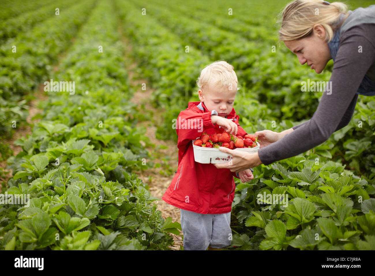Mutter und Sohn Erdbeeren pflücken Stockfoto