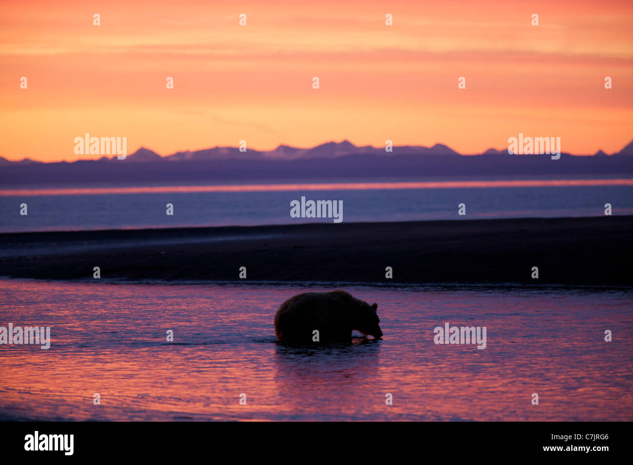 Braun / Grizzly Bear Lake-Clark-Nationalpark, Alaska. Stockfoto