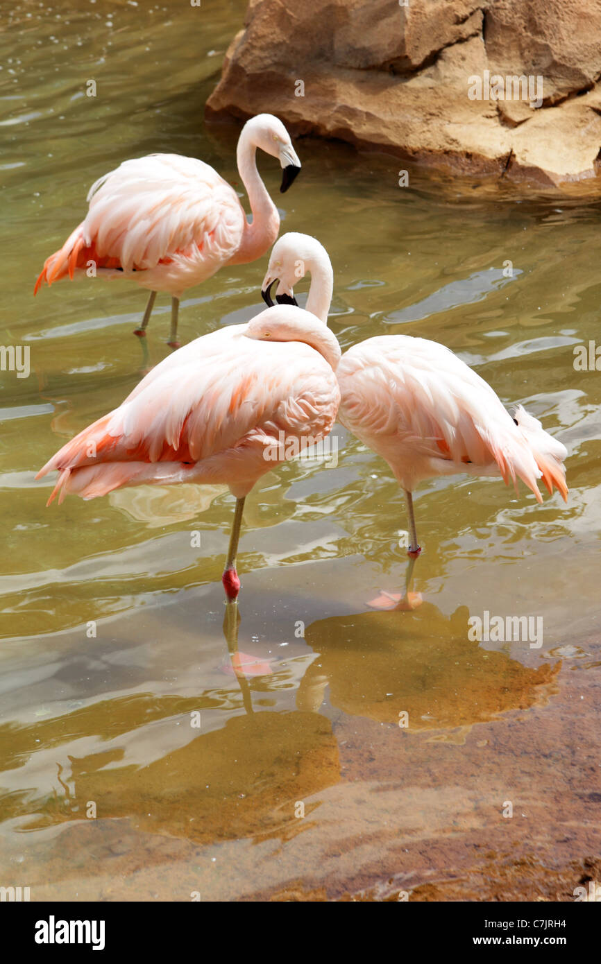 Drei Rosa Flamingos stehen im Teich Stockfoto