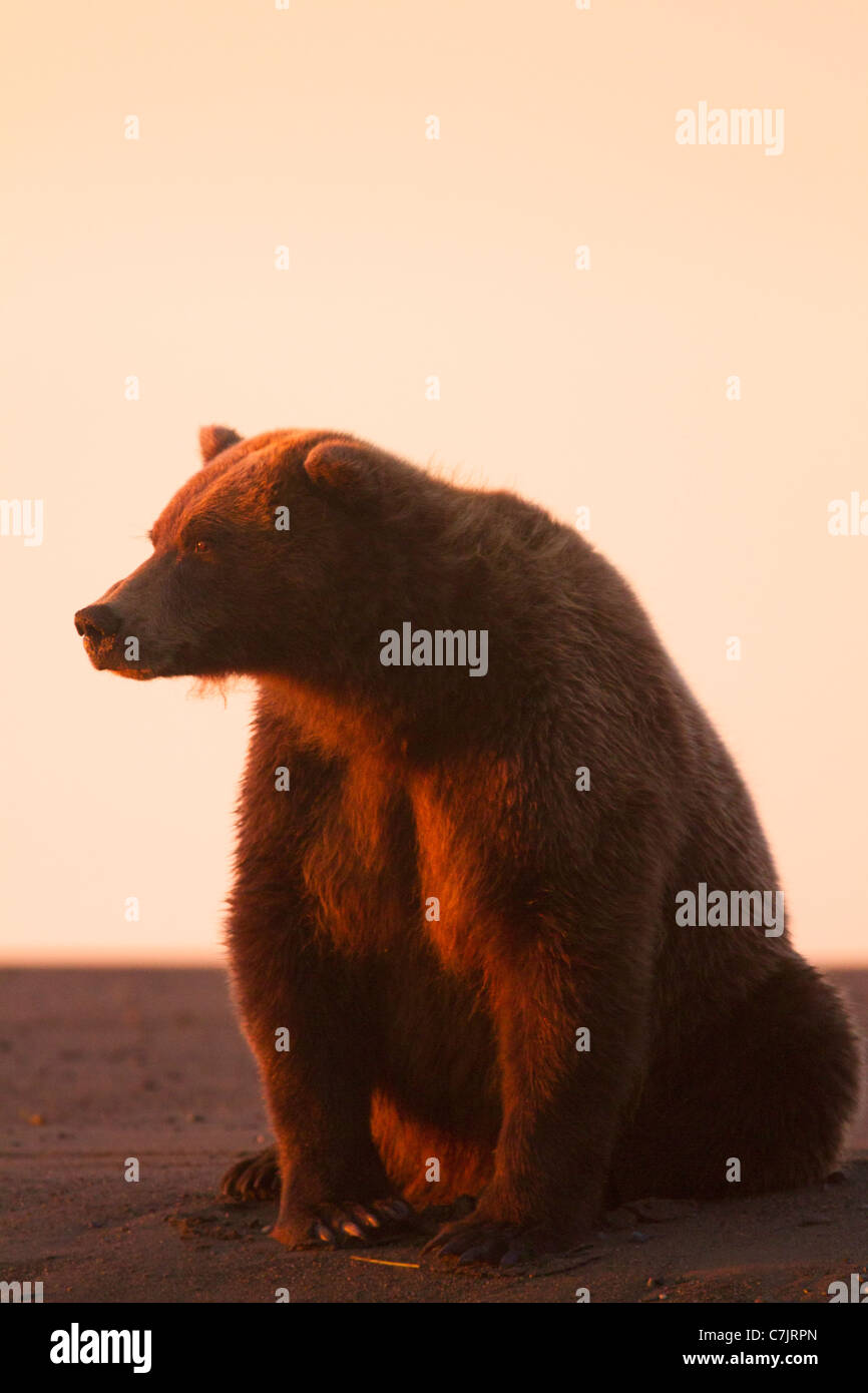 Braun / Grizzly Bear Lake-Clark-Nationalpark, Alaska. Stockfoto