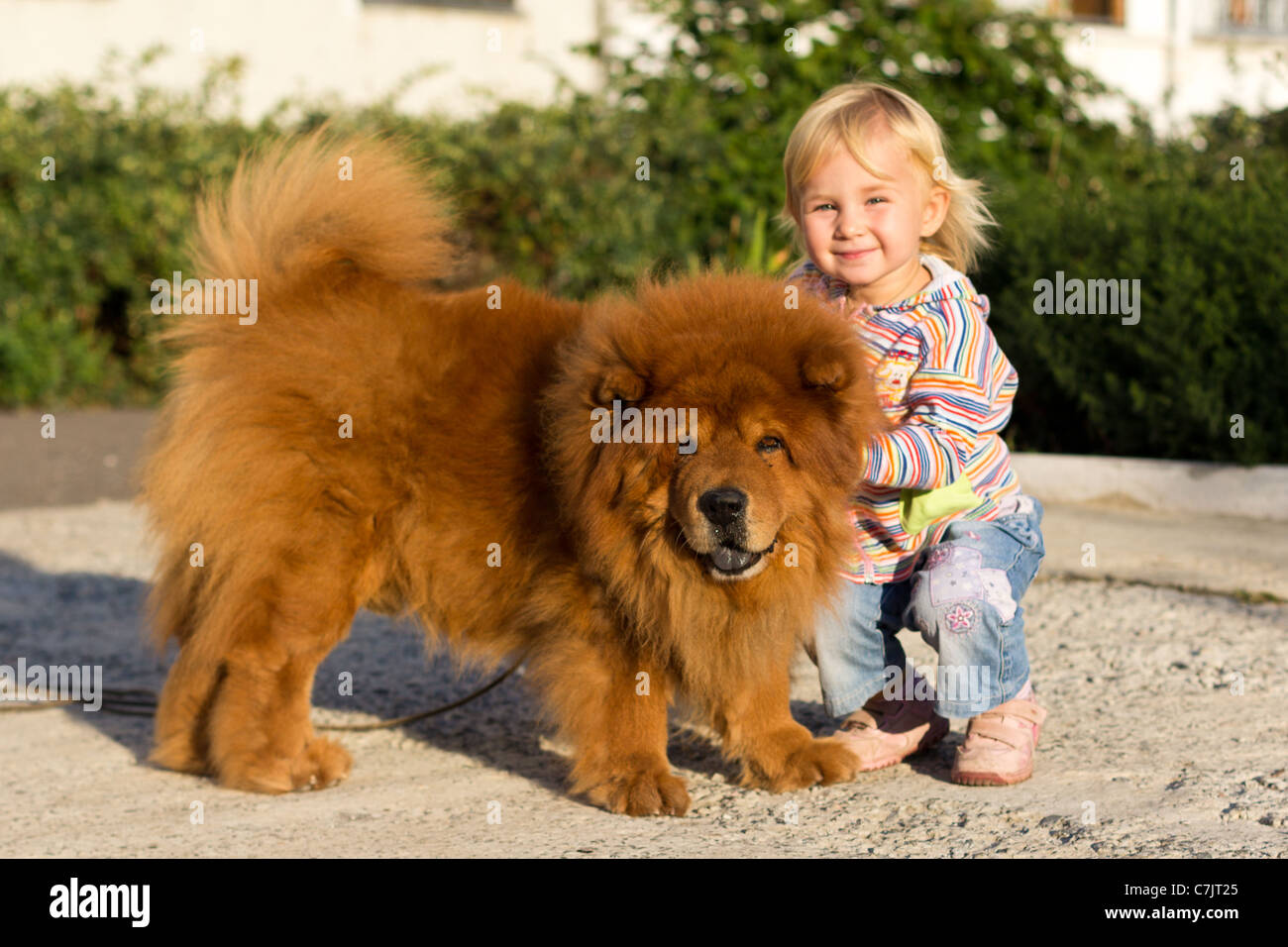 Nettes Kind mit Chow-chow Hund im freien Stockfoto