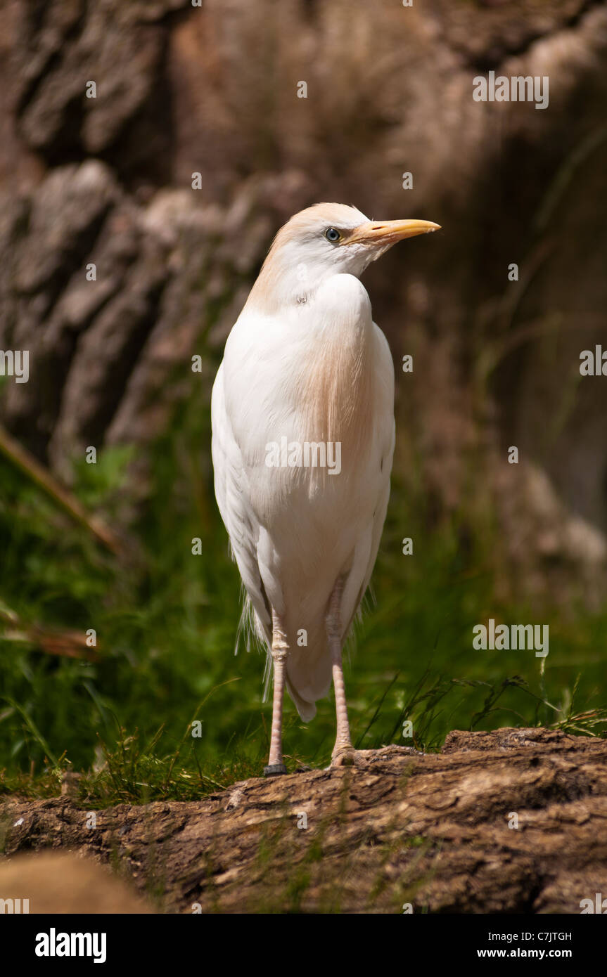 Kuhreiher Stockfoto