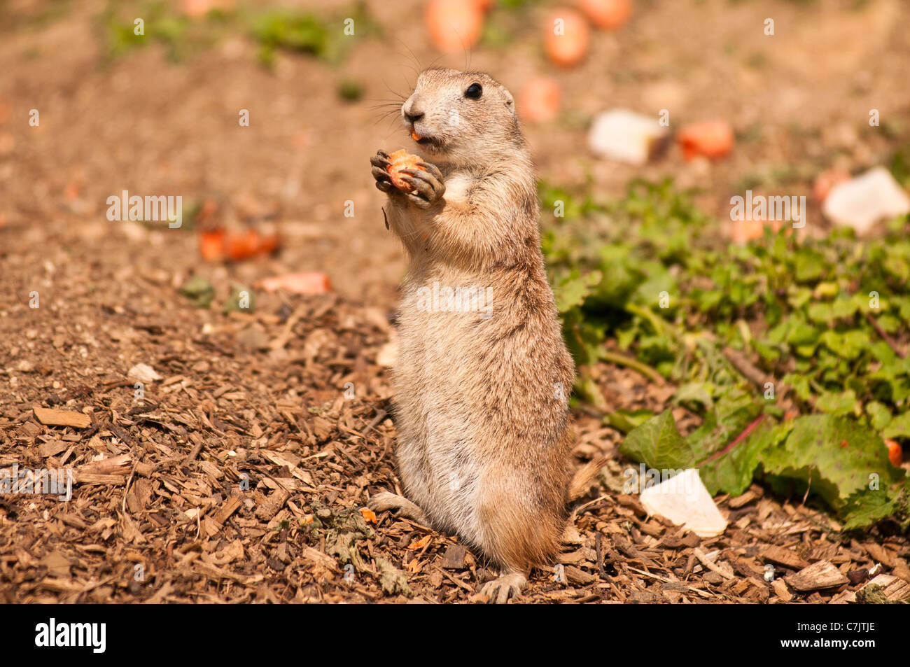 Präriehund Essen eine Karotte Stockfoto