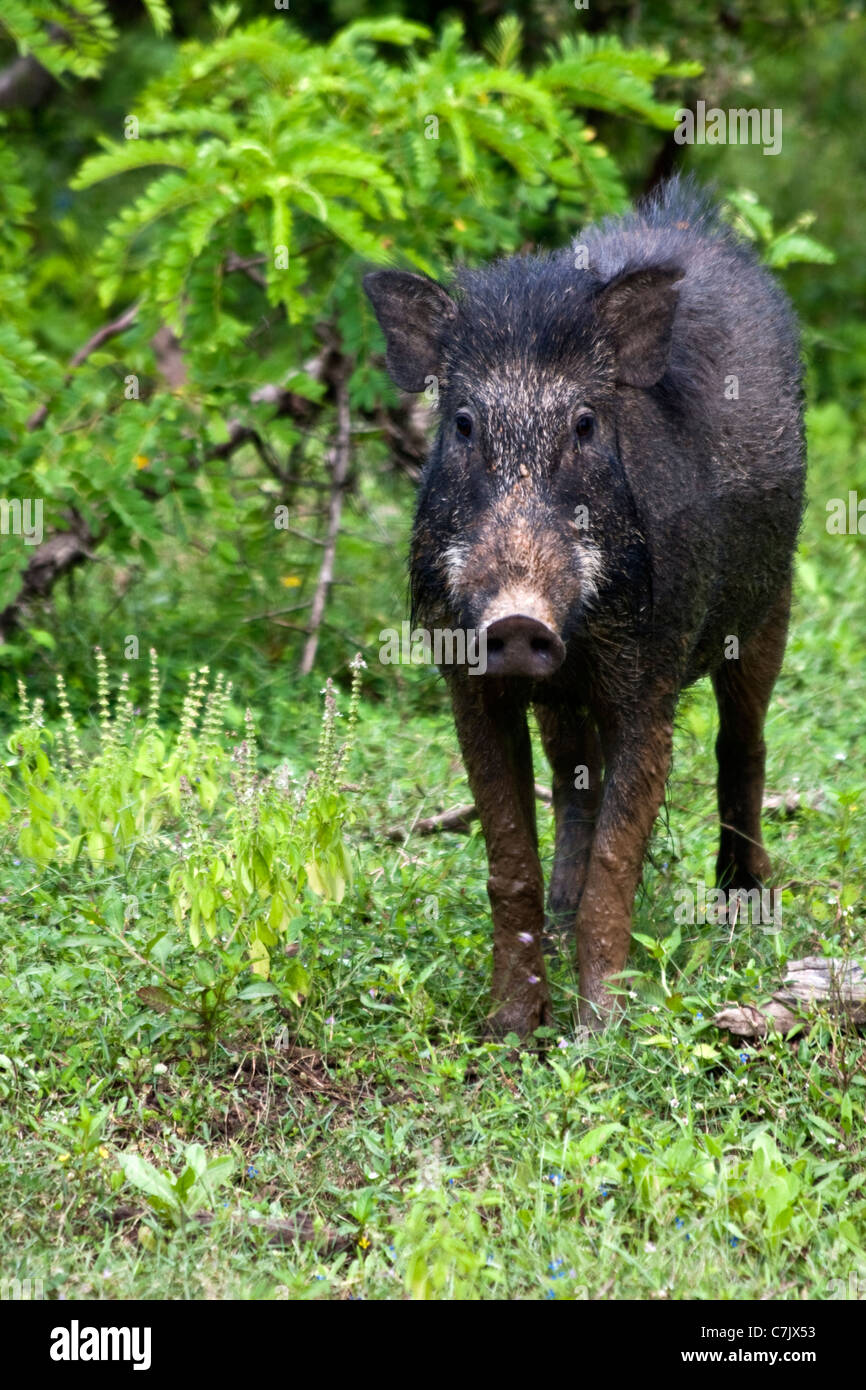 Wilde Board im Yala Nationalpark in Sri Lanka Stockfoto