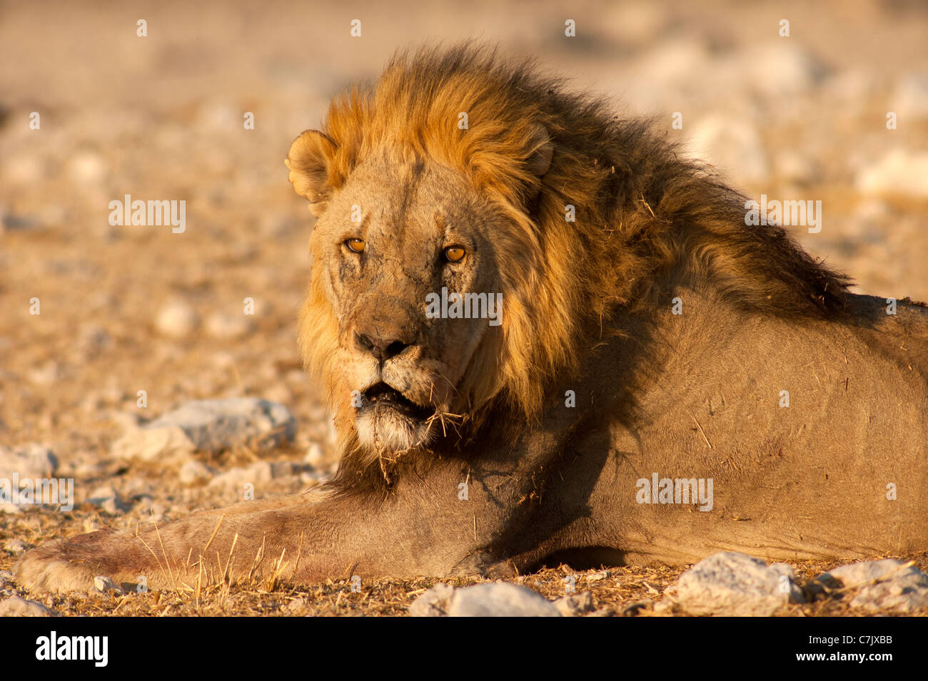 Männlicher Löwe (Panthera leo) beim Blick auf die Kamera, Etosha National Park, Namibia Stockfoto