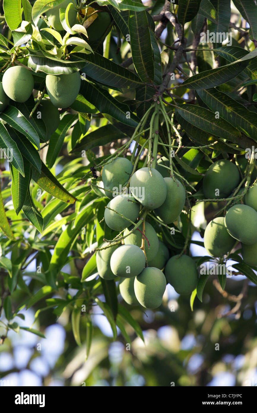 Grünen Mangos auf einem Baum. Stockfoto