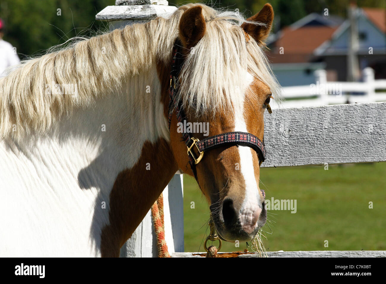 Palomino Paint Pony Halfter gefesselt an einem Reitturnier in Ontario, Kanada, Kopf und Hals Ansicht tragen Stockfoto