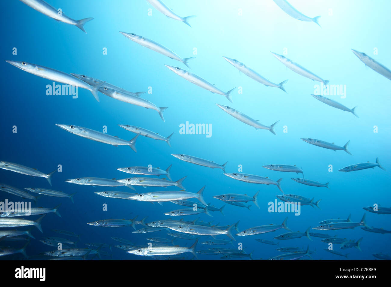 Schule der barracuda fische, die unter wasser schwimmen -Fotos und ...