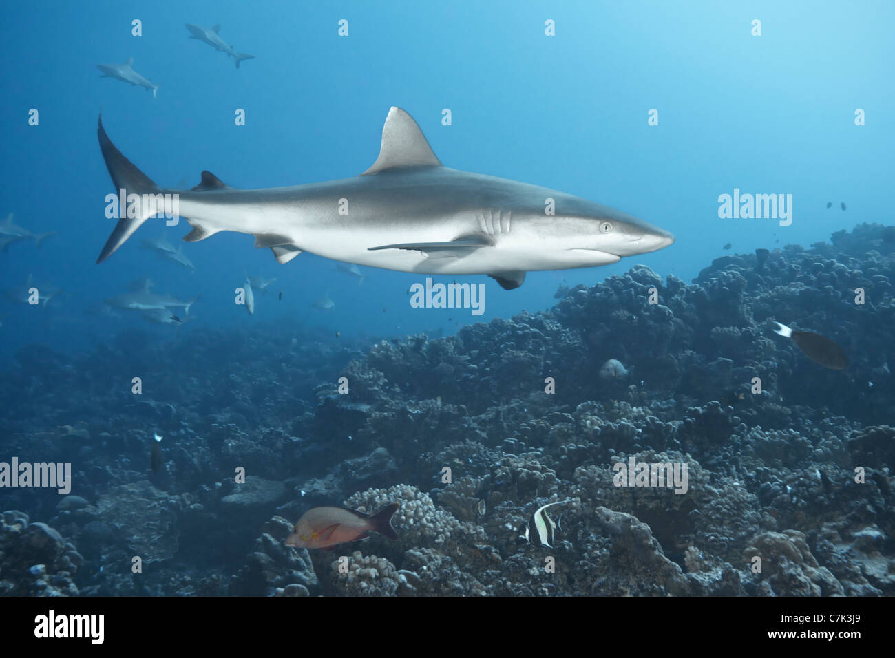 Weißspitzen-Riffhaie, Schwimmen in Koralle Stockfoto