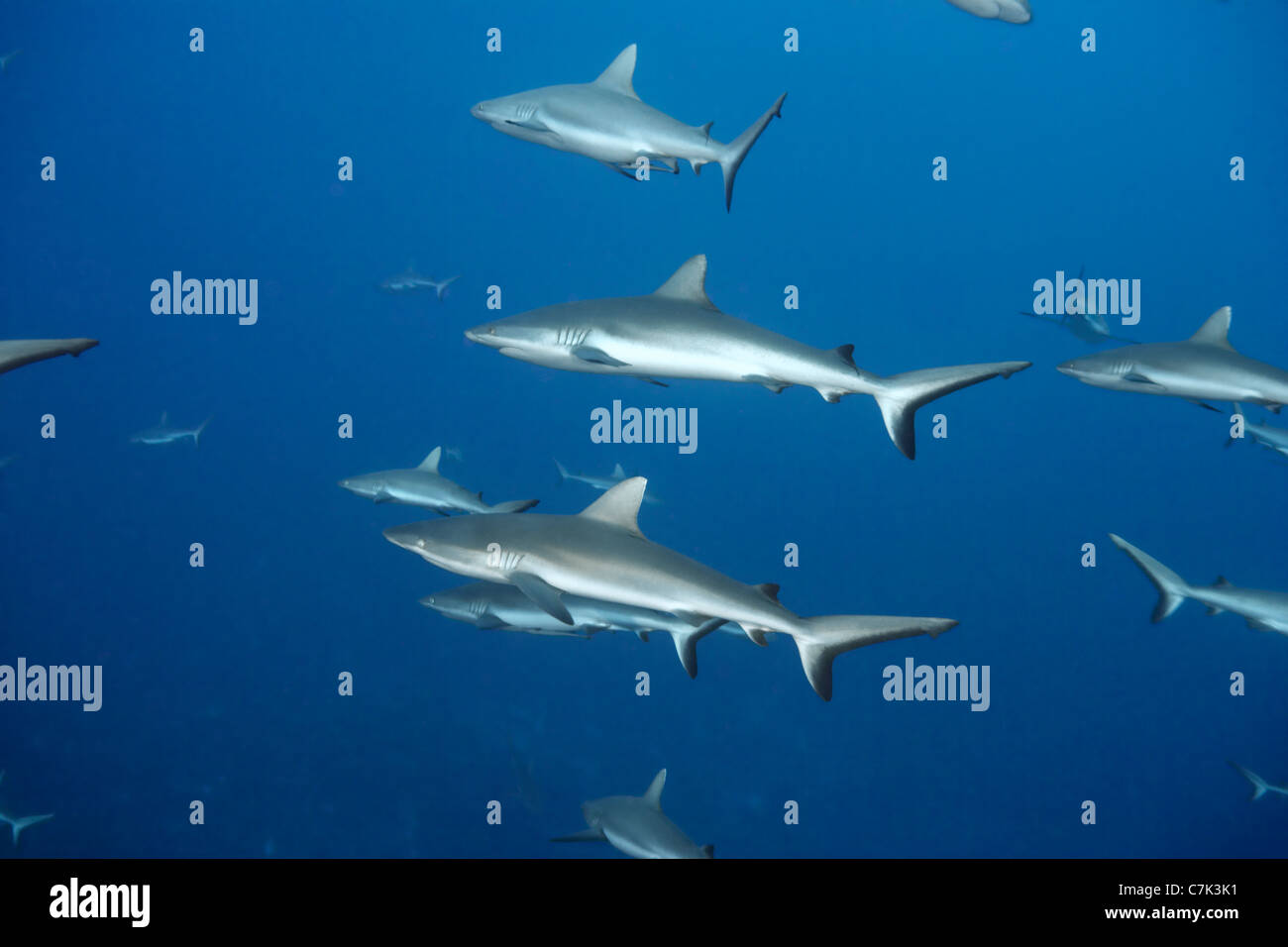 Weißspitzen-Riffhaie, Schwimmen im Meer Stockfoto