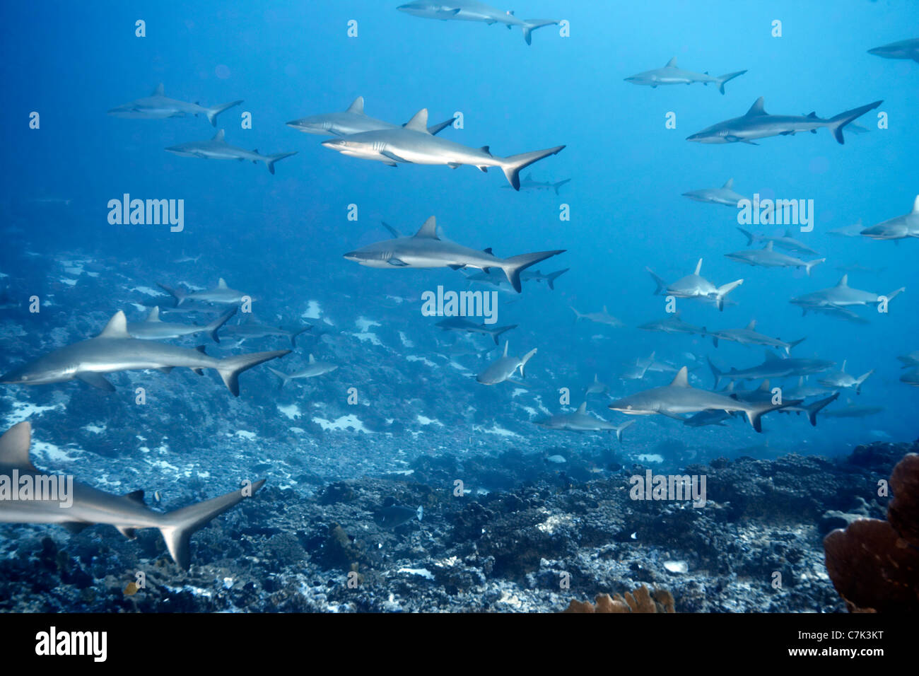 Weißspitzen-Riffhaie, Schwimmen im Meer Stockfoto