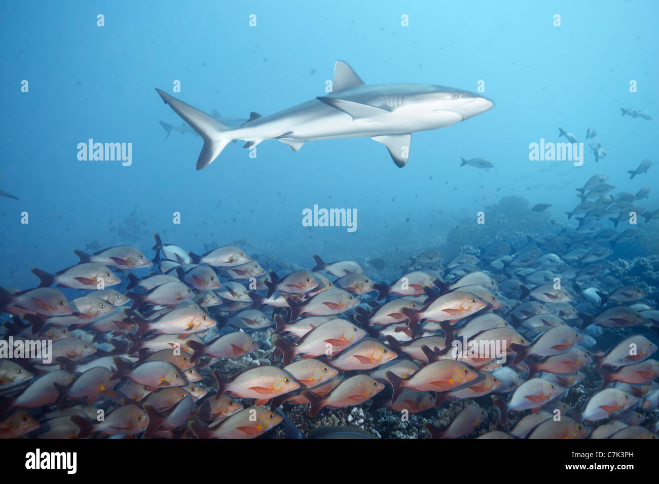 Weißspitzen-Riffhaie über Schule des Fisches Stockfoto