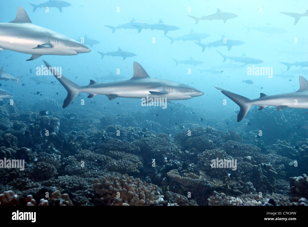 Weißspitzen-Riffhaie, Schwimmen in Koralle Stockfoto