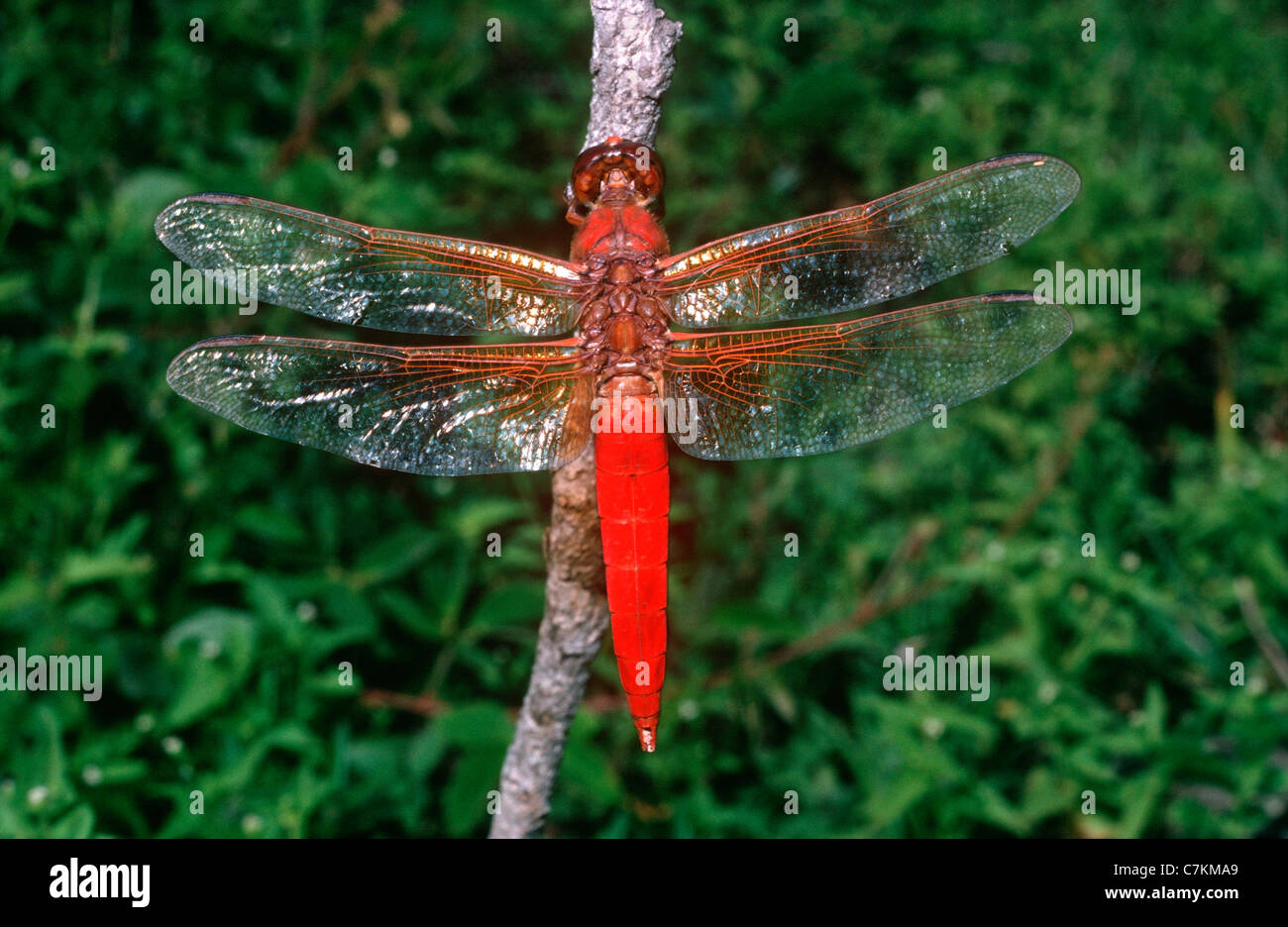 Flamme / Feuerwerk / große rote Abstreicheisen Libelle (Libellula (= Belonia) Saturata: Libellulidae) männlich, Mexiko Stockfoto