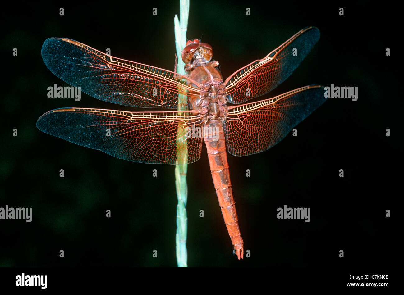 Flamme / Feuerwerk / big rot Abstreicheisen Libelle (Libellula (= Belonia) Saturata: Libellulidae) Teneral männlich neben See, Utah, USA Stockfoto