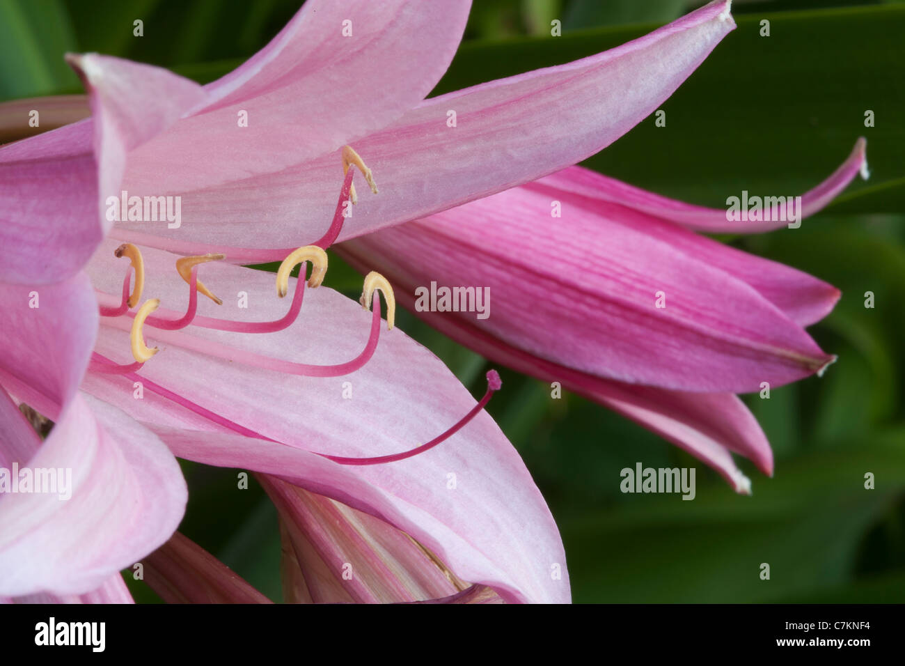 Lilie in Blüte Stockfoto