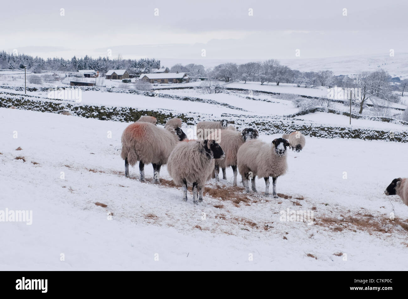 Kalter schneebedeckter Wintertag und Herde harter Schafe hoch auf dem exponierten ländlichen Hangfeld, in weißem Schnee und Heu stehend - Ilkley Moor, Yorkshire, England, Großbritannien. Stockfoto