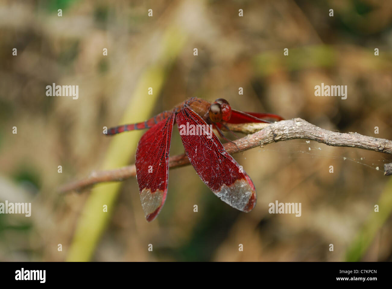 Libelle-Nahaufnahme Stockfoto