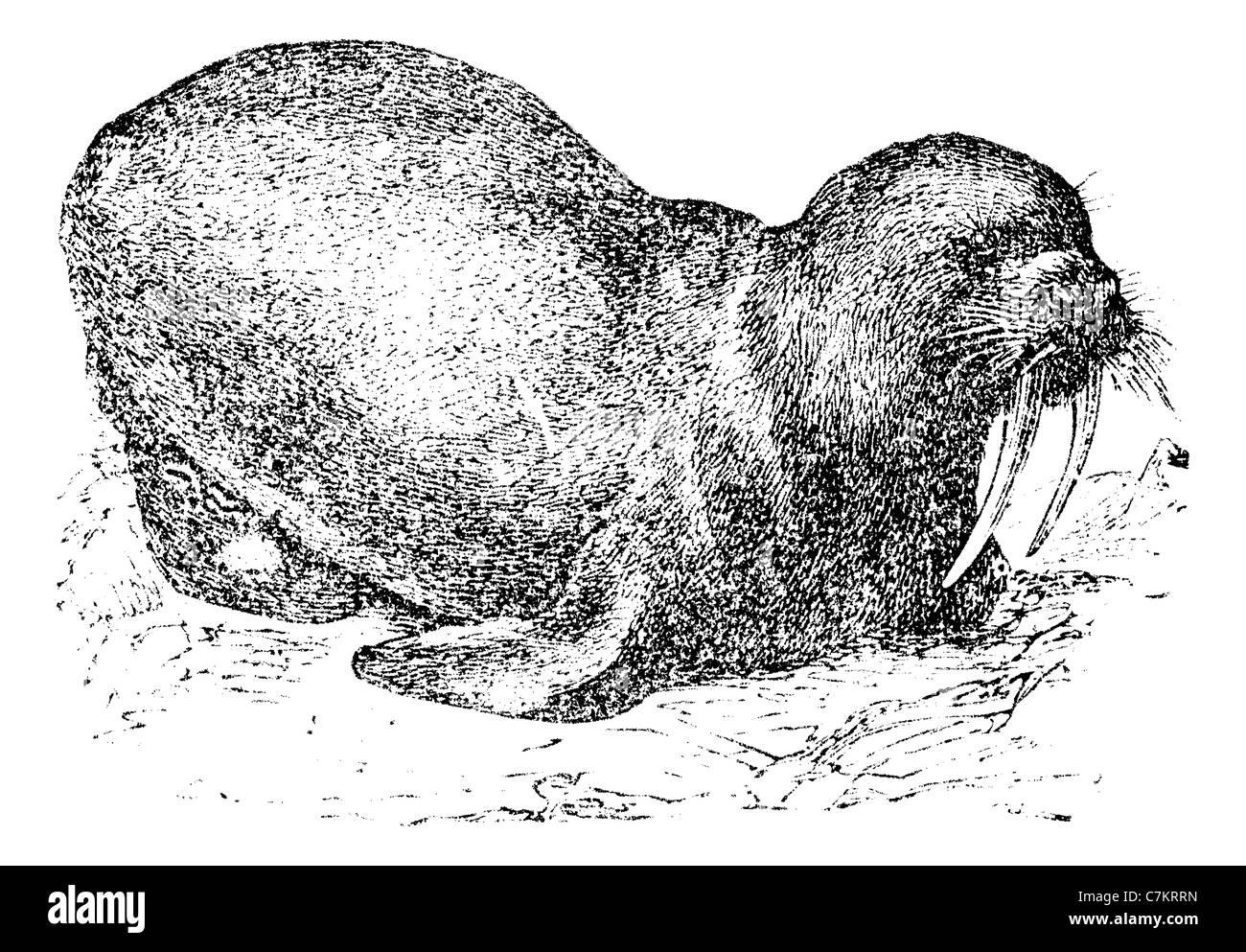 Walross oder Seepferdchen, graviert Vintage Illustration. Trousset Enzyklopädie (1886-1891). Stockfoto