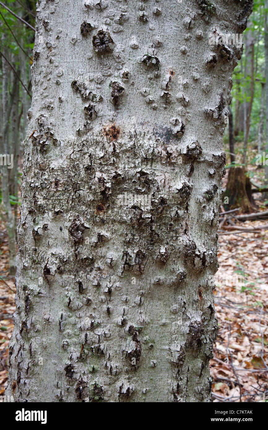 Buche-Rinde-Krankheit auf amerikanische Buche (Fagus Grandifolia) im Bereich der Kali-Berg in den White Mountains, NH USA Stockfoto