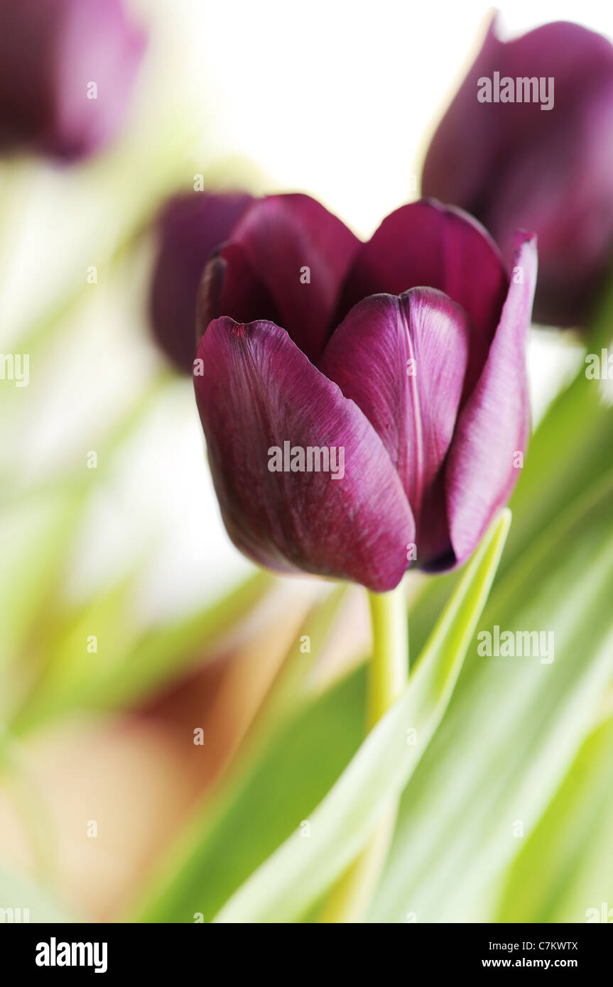 Dunkel violette Tulpen Stockfoto