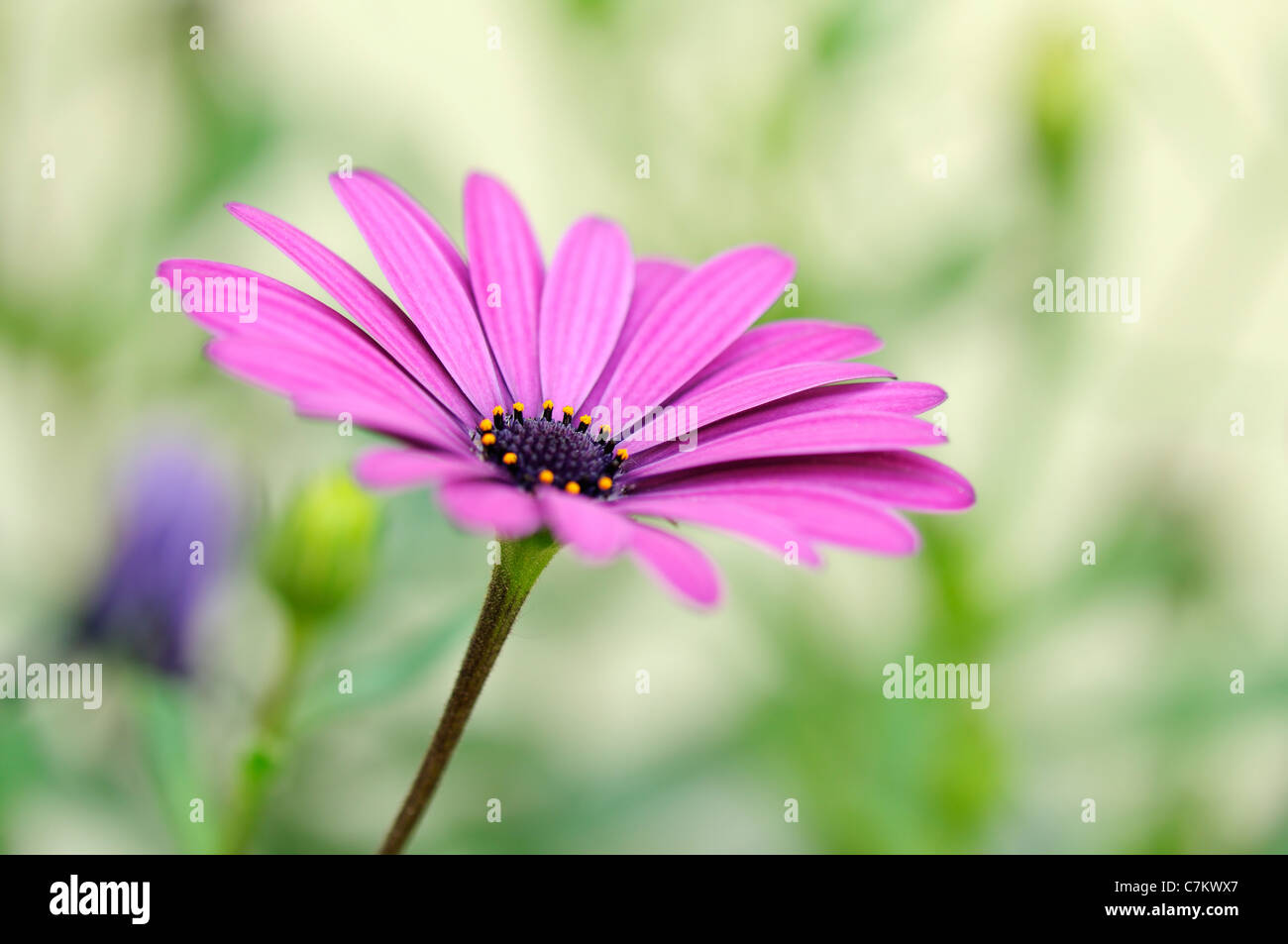 Nahaufnahme von lila Osteospermum Daisy Stockfoto