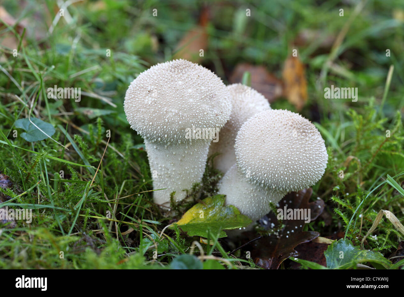Gemeinsamen Puffball Pilze Lycoperdon perlatum Stockfoto